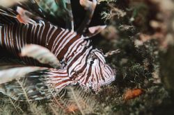 Lionfish. Bahamas. They are becoming an increasing proble... by Jacques Miller 